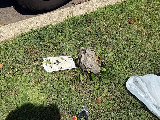 Bald-Faced Hornets Attack Teen in Manahawkin, NJ - After Photo