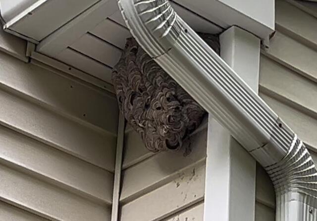 Unsuspected Homeowner Gets Stung by Bald-Faced Hornet in Morganville, NJ