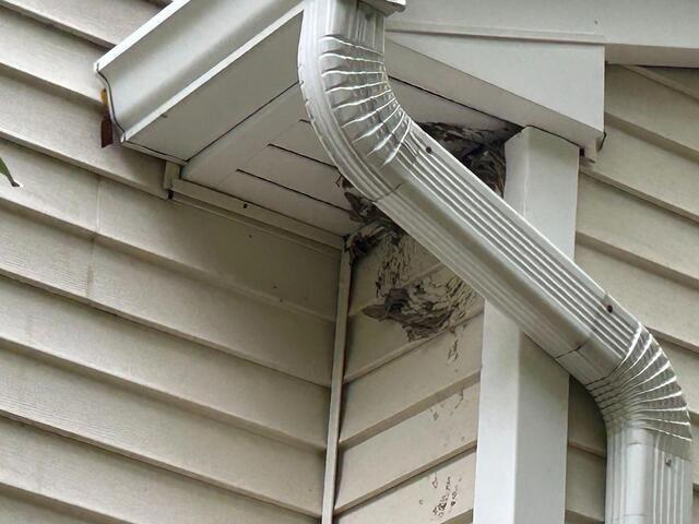 Unsuspected Homeowner Gets Stung by Bald-Faced Hornet in Morganville, NJ