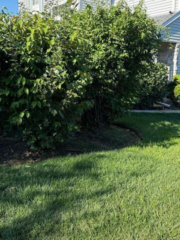 Hidden Well in the Bush is a Bald-Faced Hornets Nest in Metuchen, NJ