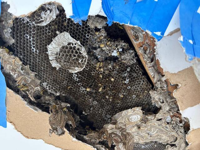 Yellow Jackets in the Ceiling in Island Heights, NJ