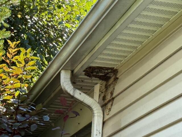 Eliminating a Bald-Faced Hornets Nest in Metuchen, NJ - After Photo