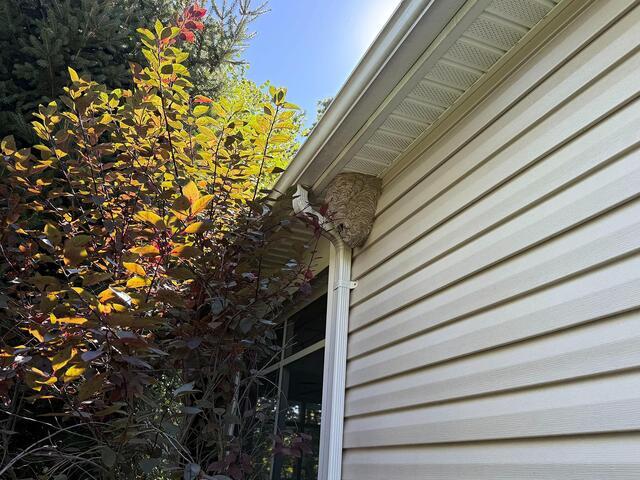 Eliminating a Bald-Faced Hornets Nest in Metuchen, NJ - Before Photo