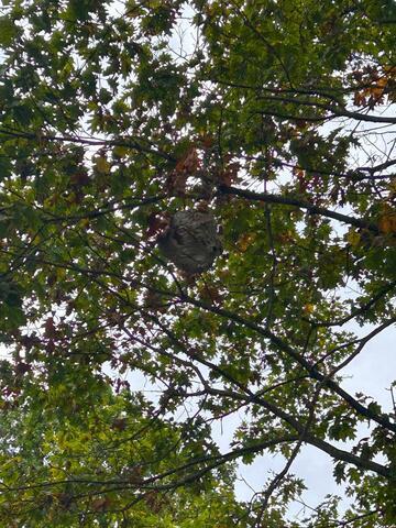 Bald-Faced Hornets Hover Above Homeowner in Bernardsville, NJ