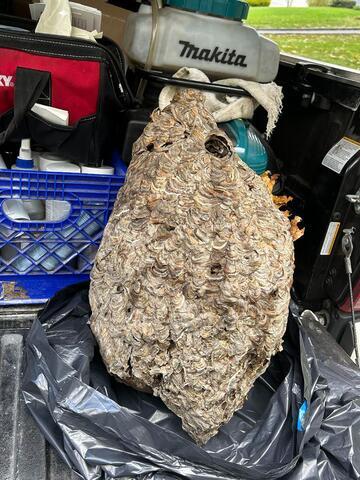 Bald-Faced Hornets Hover Above Homeowner in Bernardsville, NJ