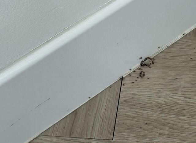 Ants Traveling in the Kitchen in Neptune, NJ - After Photo