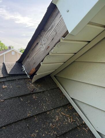 Stopping Squirrels From Chewing Exposed Wood in Gladstone, NJ