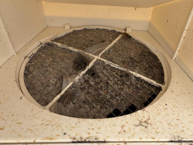 Yellow Jackets in Dryer Vent in Jackson, NJ