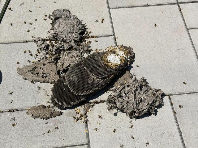 Yellow Jackets in Dryer Vent in Jackson, NJ