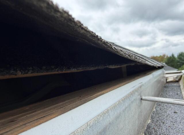 Flying Squirrels Exploit Builder's Gap in South Amboy, NJ