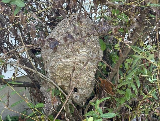 A Big Bad Bald-Faced Hornets Nest in Somerville, NJ - Before Photo