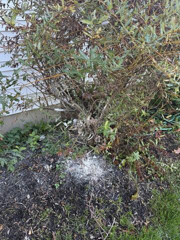 A Big Bad Bald-Faced Hornets Nest in Somerville, NJ - After Photo