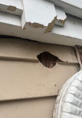 Squirrels Chew Into Vinyl Siding in Milltown, NJ