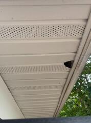 Squirrels Chewing Their Way Into Home in Tinton Falls, NJ