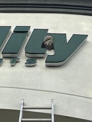 Bald-Face Hornets Start Investing in Shrewsbury, NJ