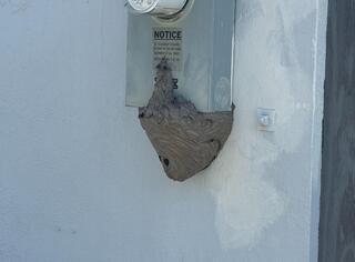 Bald-Faced Hornets Found Under Electrical Panel in Dayton, NJ