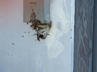 Bald-Faced Hornets Found Under Electrical Panel in Dayton, NJ