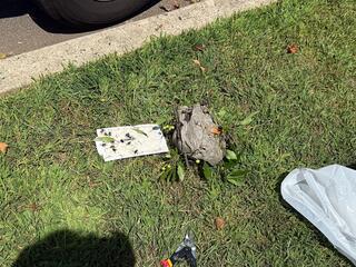 Bald-Faced Hornets Attack Teen in Manahawkin, NJ