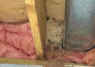 Yellow Jackets Hiding in the Insulation in West Windsor, NJ