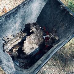 Bald-Faced Hornets Use the Ladder in West Windsor, NJ