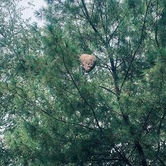 Hidden High Up in a Tree is a Bald-Faced Hornet's in South Amboy, NJ