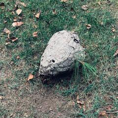 Hidden High Up in a Tree is a Bald-Faced Hornet's in South Amboy, NJ