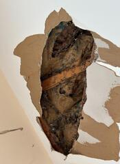 Yellow Jackets in the Ceiling in Island Heights, NJ