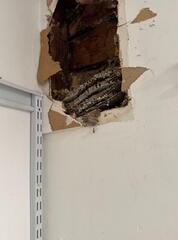 Removing Yellow Jackets From the Closet in Neptune, NJ