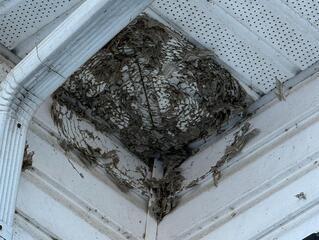 Neutralizing & Removing a Bald-Faced Hornet Nest in Oakhurst, NJ