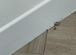 Ants Traveling in the Kitchen in Neptune, NJ