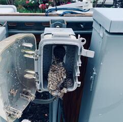 Paper Wasps Found in Electrical Box in Watchung, NJ