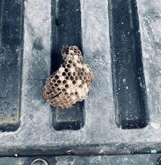 Paper Wasps Found in Electrical Box in Watchung, NJ