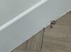 Ants Traveling in the Kitchen in Neptune, NJ