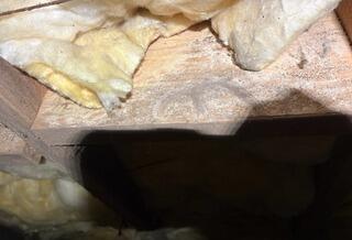 Mold Removal in Bluff City, TN