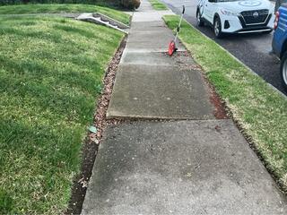 Uneven Sidewalk Repair Without Tree Removal in Memphis, TN