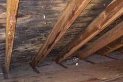 Mold Remediation in Attic in Newtown, CT