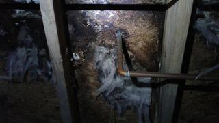 Wood Rot and Mold Replacement in Anderson, SC Basement