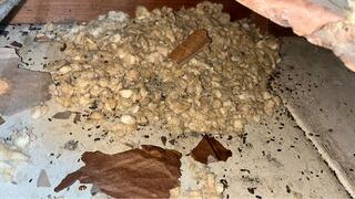 Attic sanitation and improving upstairs comfort in Mingo Junction, OH 43938