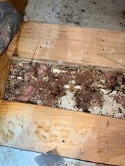 Addressing Attic Mold and Upgrading Insulation in Cranberry Township, PA 16066