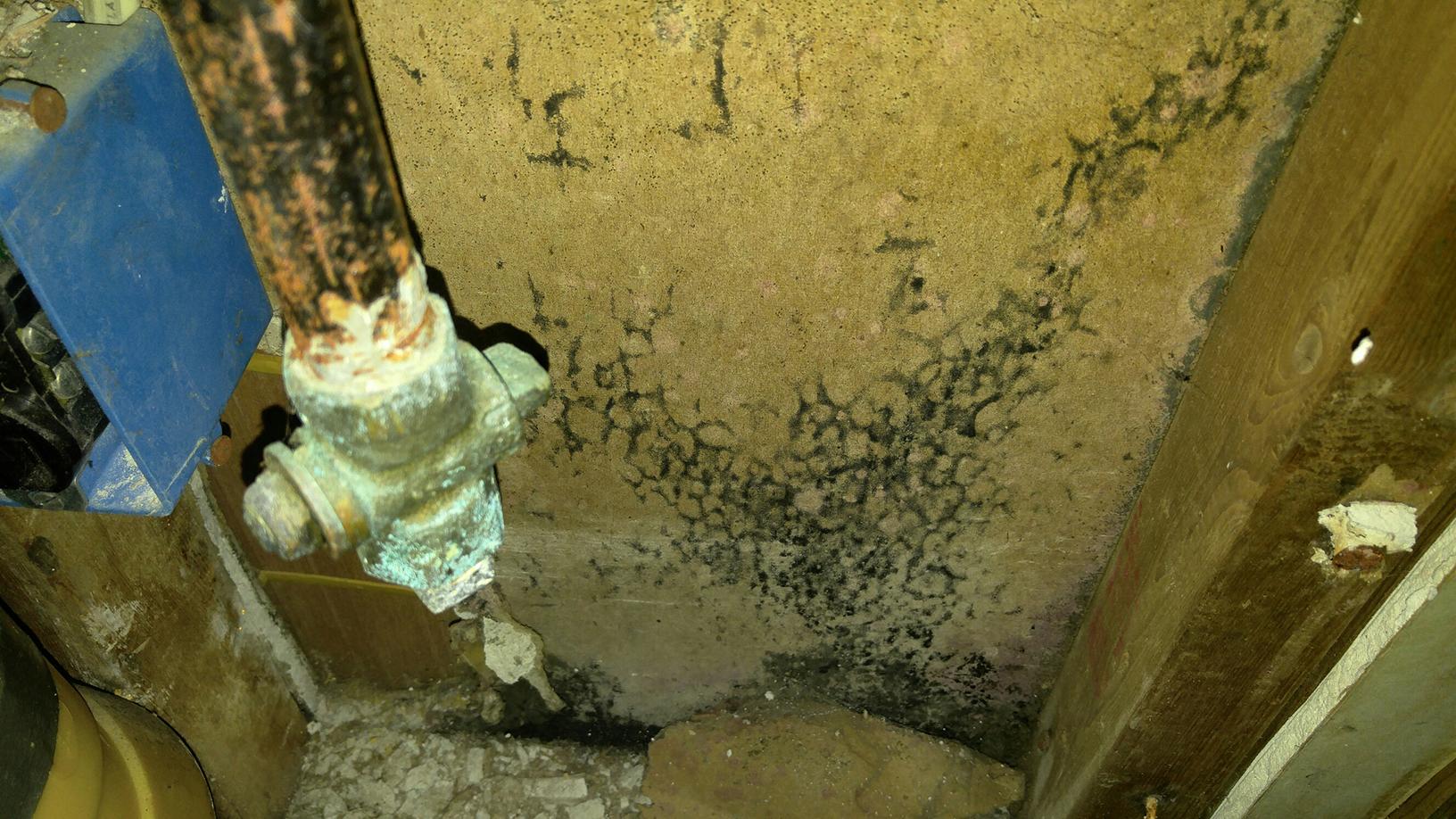 Mold Solutions by Cowleys Before & After Photo Set Improperly