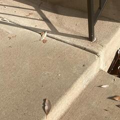 Sidewalk step leveling and repair in Manassas, VA