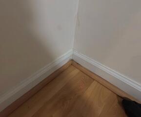 Moldy wall solution in New Market, Maryland