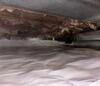 Crawl Space Encapsulation in Fort Defiance, Virginia