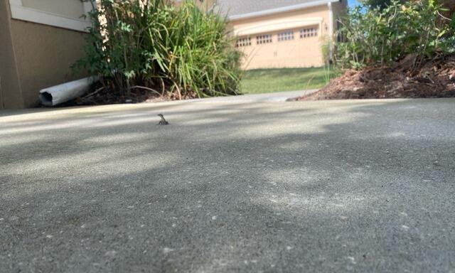 Concrete Driveway Leveling & Repair in Mount Dora, FL