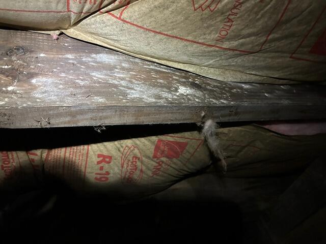 Moldy Crawl Space Solution in Atlanta, Georgia - Before Photo