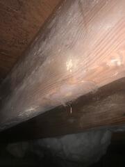 Mold Remediation in Canton, Georgia