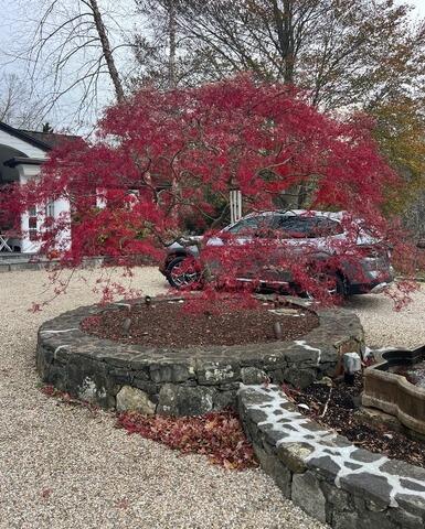 Japanese Maple Tree with Holiday Lights in Southbury, CT - Before Photo