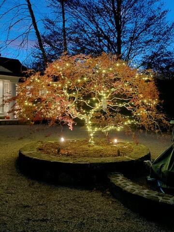 Japanese Maple Tree with Holiday Lights in Southbury, CT - After Photo