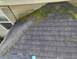 Moss Treatment on Roofing in Watertown, CT