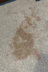 Emergency Stain Removal in Wilton, CT.